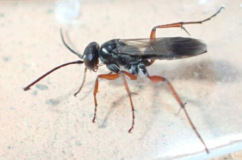 Agenioideus cinctellus
